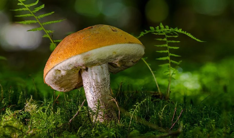 Россияне смогут за плату сдавать добытые в лесу грибы и ягоды - tvspb.ru