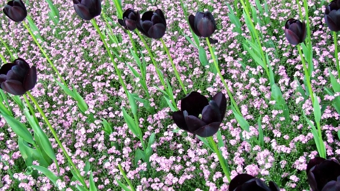 В ЦПКиО вырастят черные тюльпаны к весеннему фестивалю | Телеканал  Санкт-Петербург