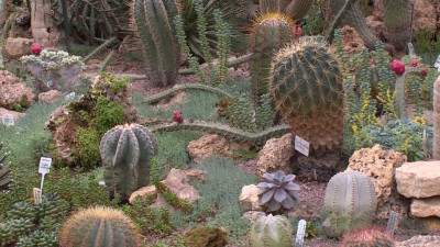 В Ботаническом саду показали уникальные растения, которые удалось спасти в блокаду