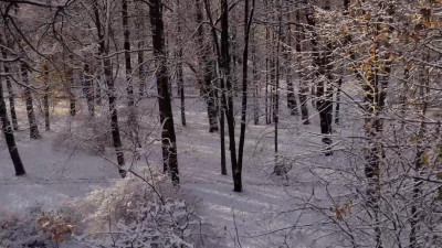 Желтые листья под белым одеялом. В Петербурге выпал первый снег