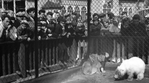 Как во время войны спасали животных в Ленинградском зоопарке вспоминала Дарья Богдашкина