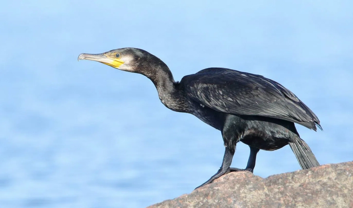 Экологи призывают не спасать птенцов «бакланов» - tvspb.ru