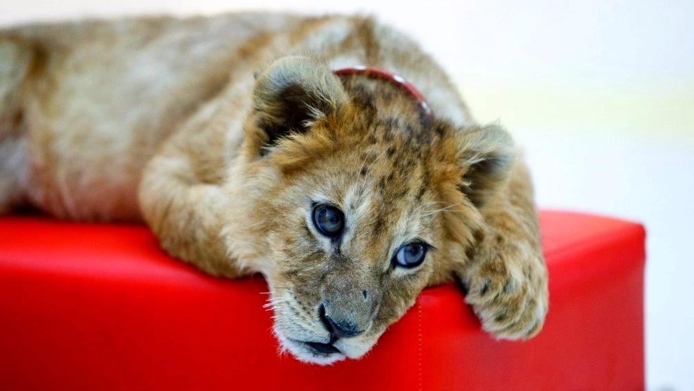 Львицу Бонни, выкупленную из контактного зоопарка, доставили в центр диких животных - tvspb.ru