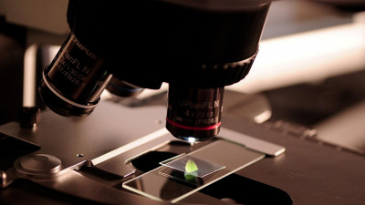 Ботаники ТГУ обнаружили растения с противовирусным эффектом