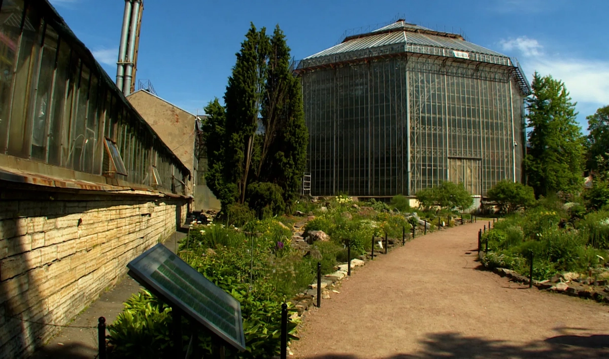 Из-за жары оранжереи Ботанического сада закроются на час раньше - tvspb.ru
