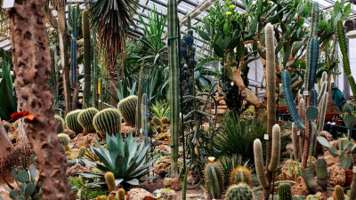 В Ботсаду Петербурга пройдет специальная экскурсия в память о прорыве блокады Ленинграда