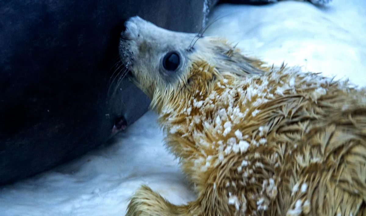 В Мурманске у пары краснокнижных тюленей в неволе родился детеныш - tvspb.ru