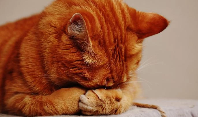 Петербурженка сдает в аренду кота-экзорциста - tvspb.ru