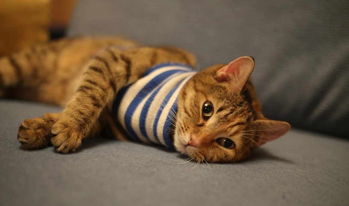 В России отмечают День рождения тельняшки - tvspb.ru