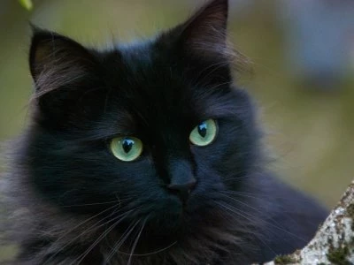 В «Республике кошек» раздадут черных эрмитажных котов - tvspb.ru