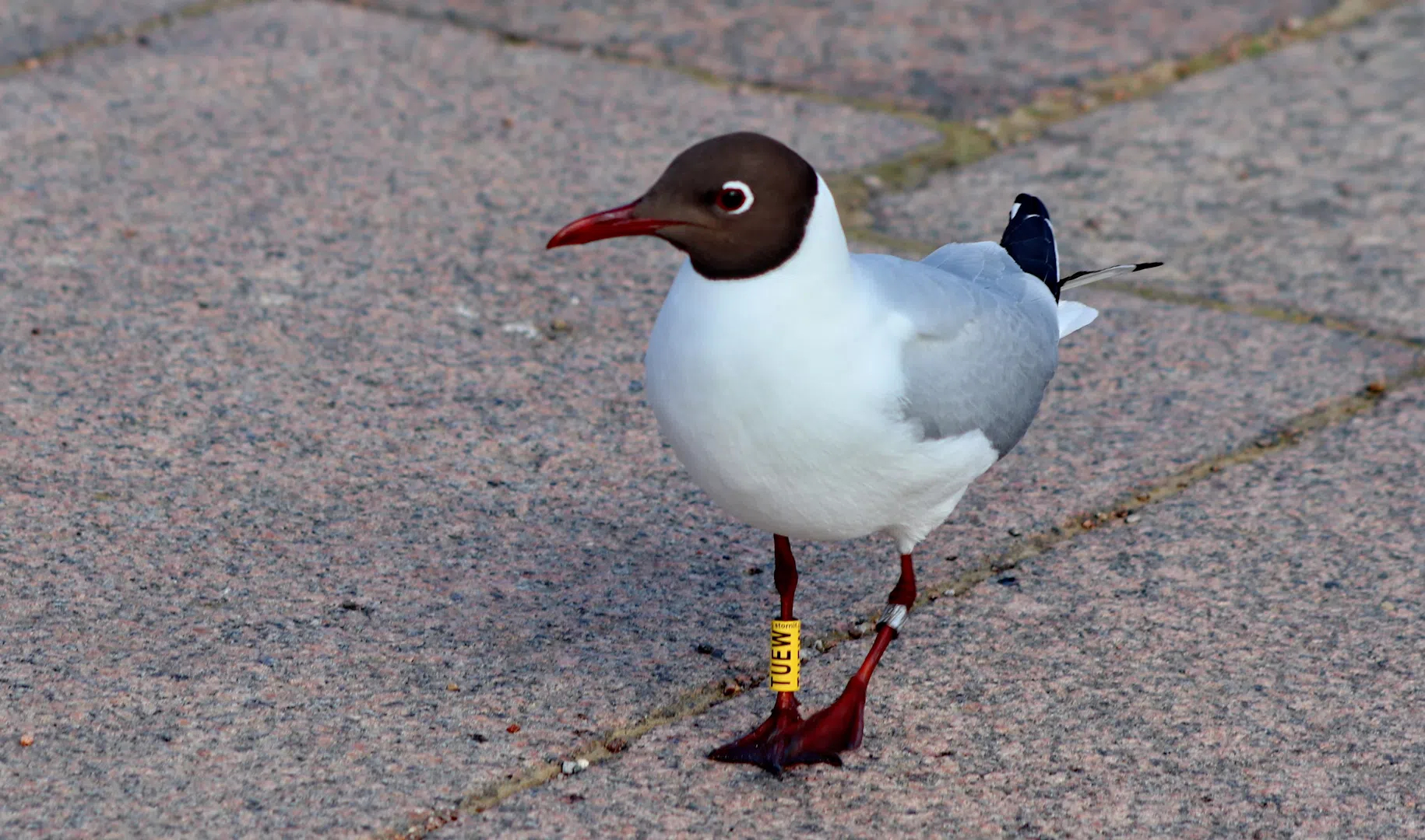 чайки в кронштадте. чайки финского залива. кронштадт парк остров фортов скульптура тюлень. чайка кронштадт. чайка кронштадт.