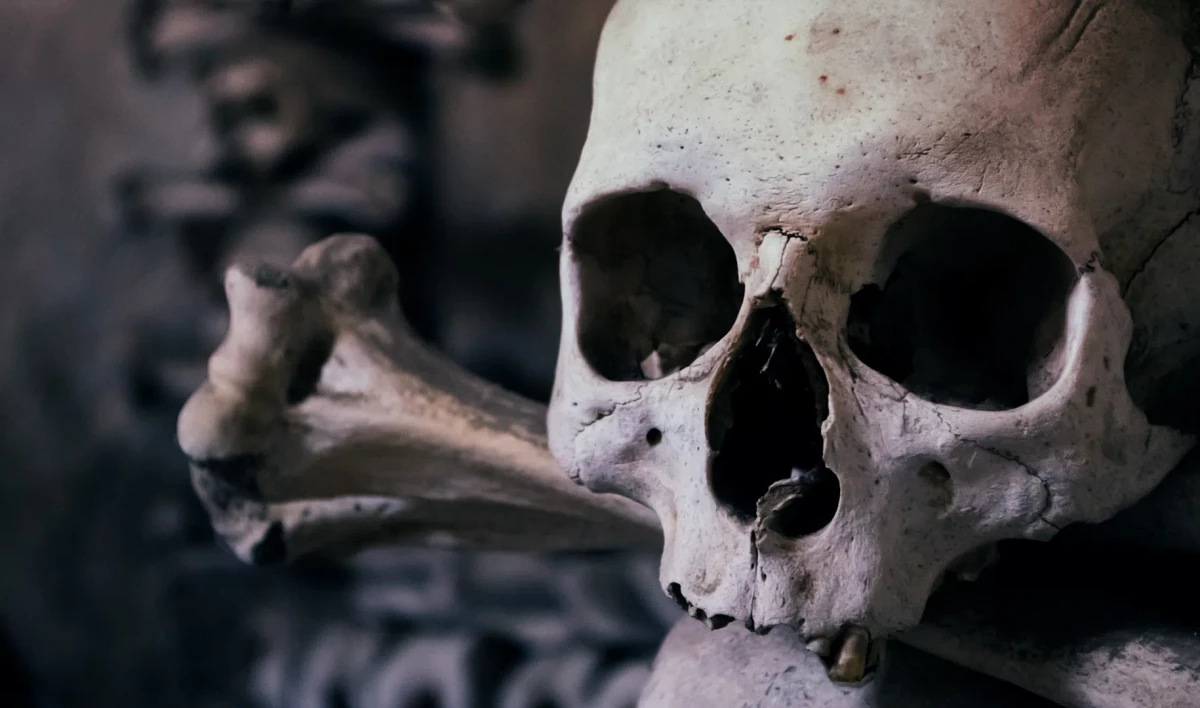 Человеческий череп, металлический зуб и расческу нашли в лесу у поселка Лесогорский - tvspb.ru