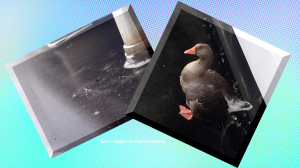 Снять с дерева, высвободить из ледяного плена или помочь выбраться на берег. Истории спасения животных со счастливым концом.