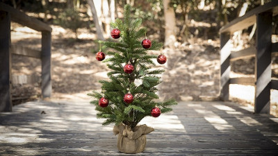 Милонов предложил россиянам покупать елки в горшках