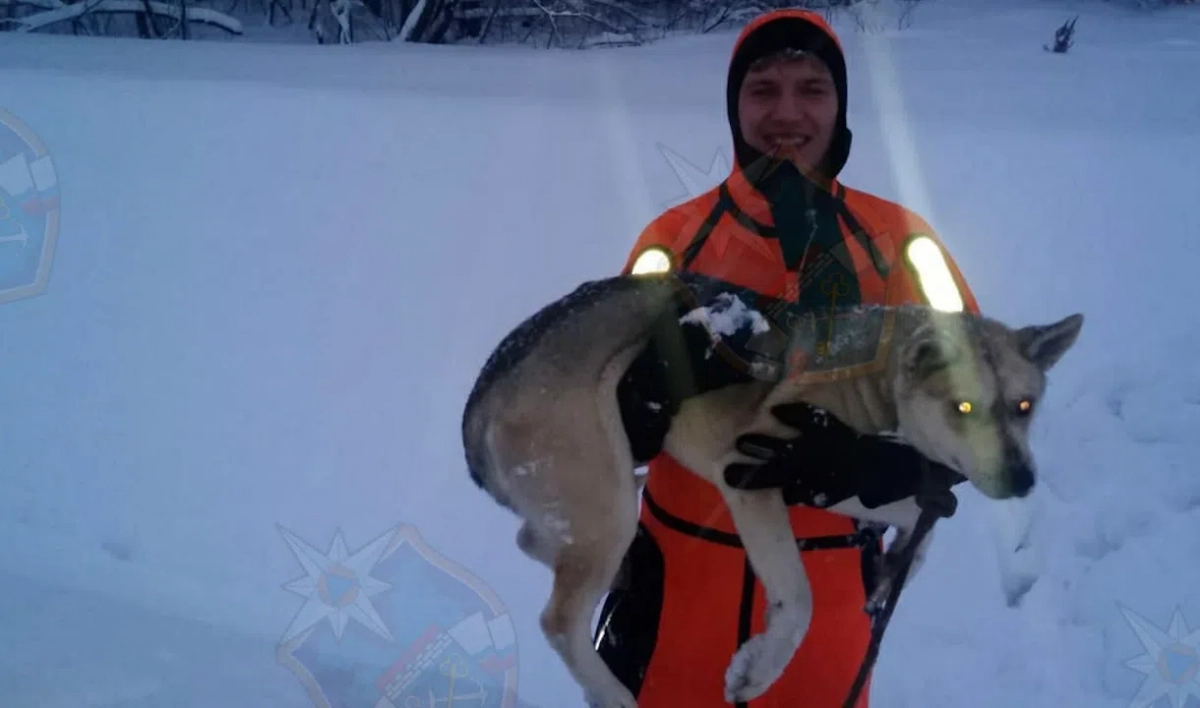 Спасатели Ленобласти помогли провалившейся под лед собаке - tvspb.ru