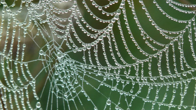 Ученые ИТМО заявили, что паутина помогает заживлять раны человека