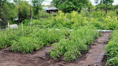 В России ускорят оформление прав на дачные участки