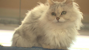 Губернаторский контроль. Приюты для животных