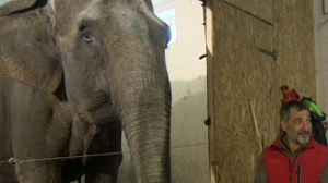 Цирковые слоны на карантине