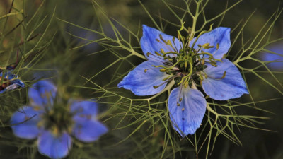 Ученые нашли специю, помогающую при COVID