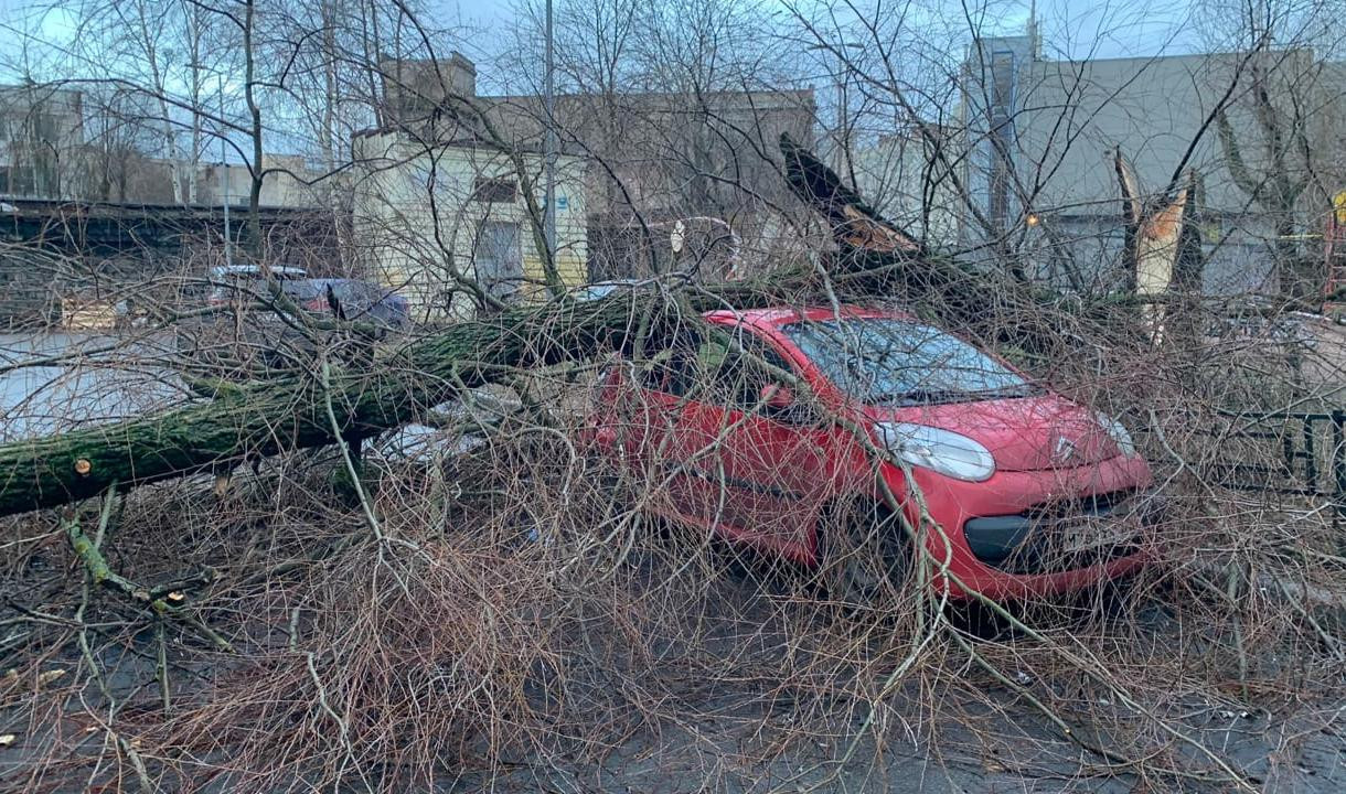 Поваленные ночным ураганом деревья в Петербурге планируют вывезти к 25 декабря