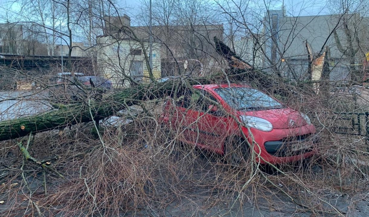 Поваленные ночным ураганом деревья в Петербурге планируют вывезти к 25 декабря - tvspb.ru