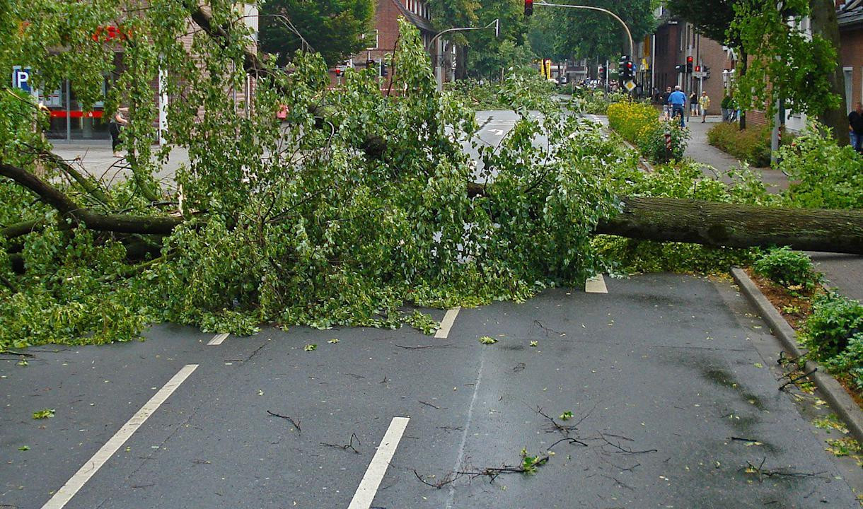 Ущерб зеленым насаждениям