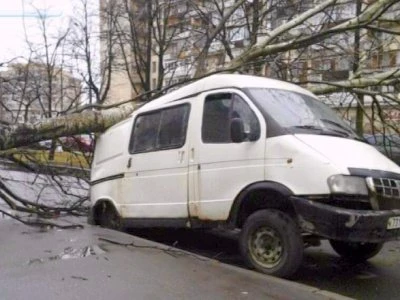 На Съезжинской улице вечером в четверг дерево упало на автомобиль - tvspb.ru