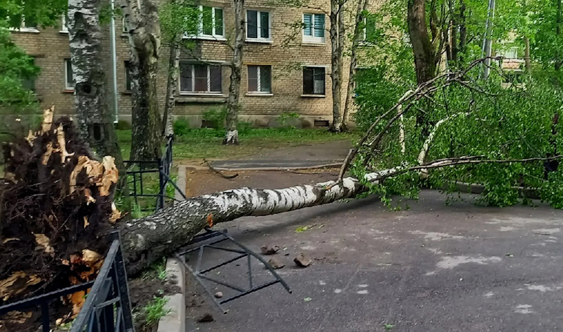 Упала дерева во дворе. Поваленные деревья в Санкт Петербург. Дерево упало на частный дом.