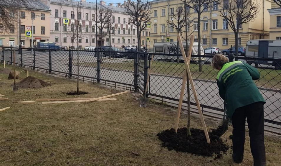 В парках, скверах и садах Петербурга высадят деревья - tvspb.ru