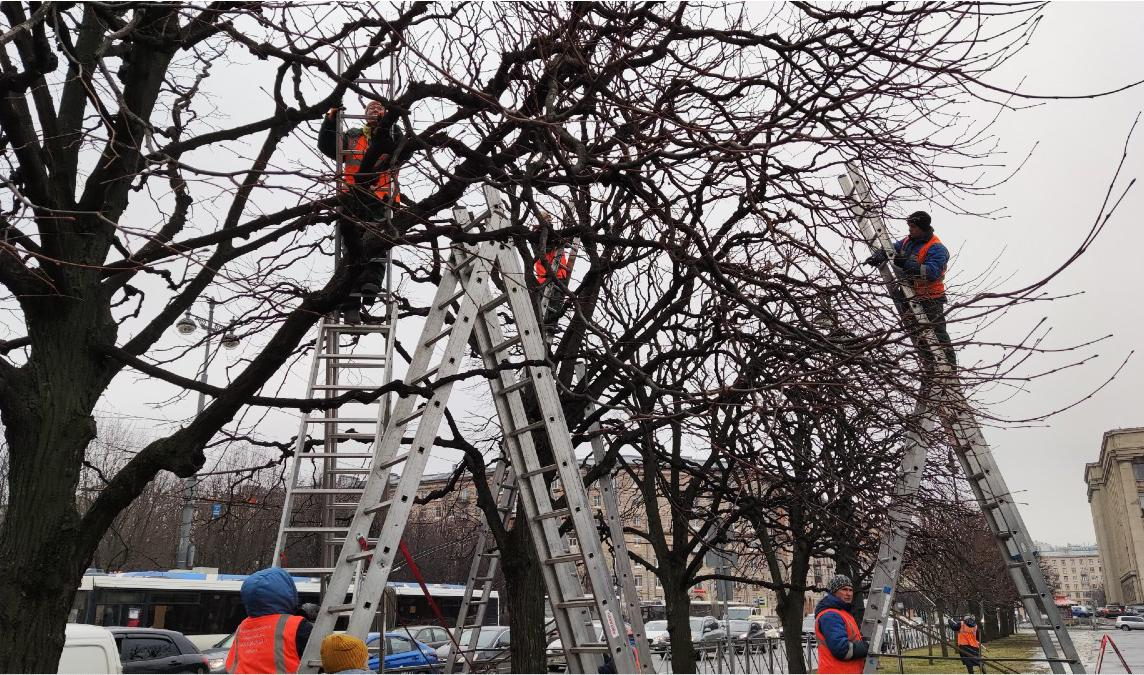 Садовники заканчивают формовку деревьев на Московской площади