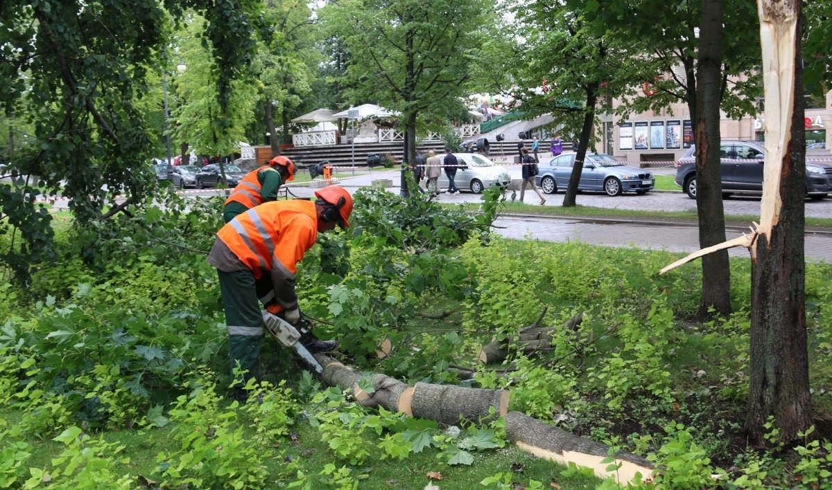 В Петербурге в связи с непогодой временно закрываются сады и парки - tvspb.ru