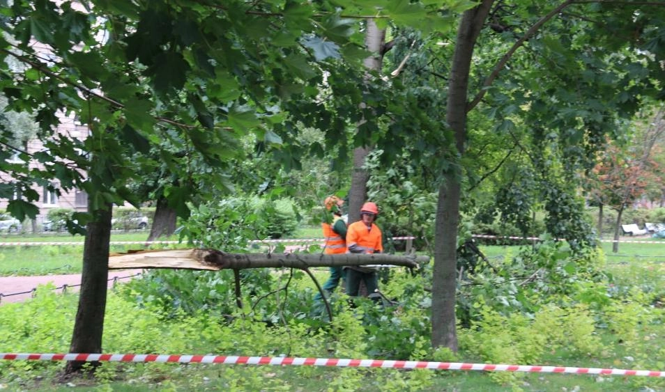 За два дня ветер повалил в Петербурге 122 дерева - tvspb.ru