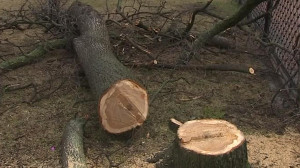 В Никольском саду проводят санитарную рубку вязов