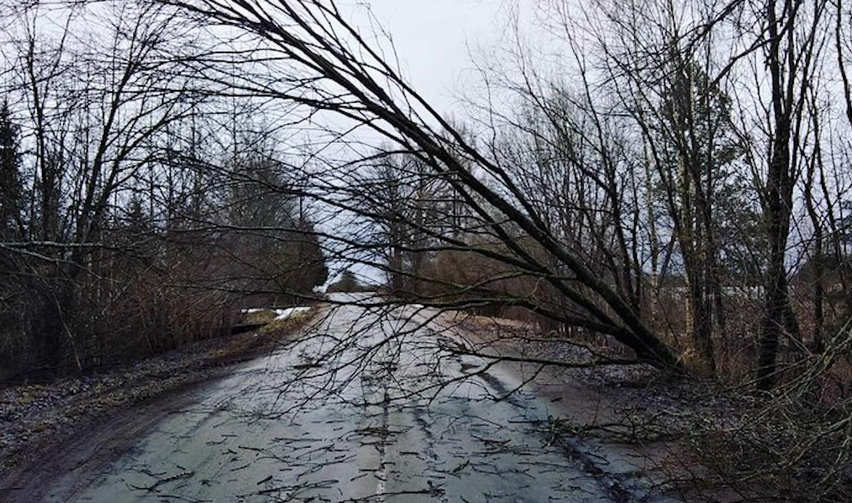 Погода в ленобласти. Ветер ЛЕНОБЛАСТЬ. Сильный ветер дороги. Шторм свалил дерево. Ветер в Ленинградской области фото.