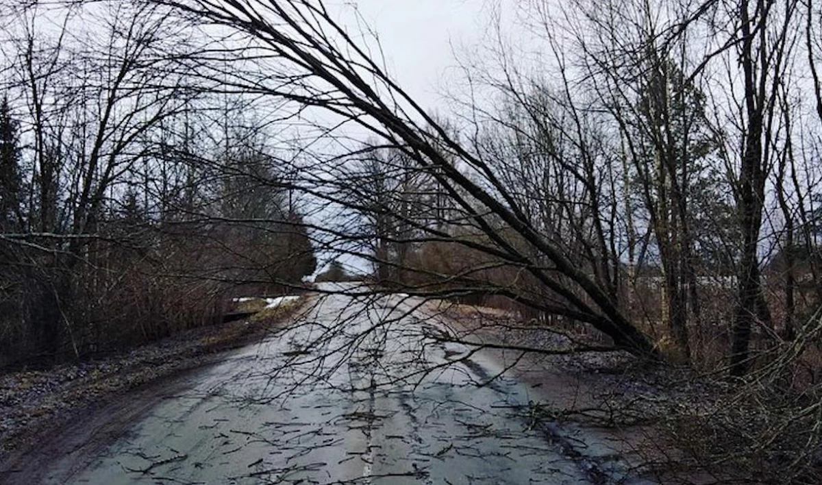 Более сотни деревьев Ленобласти не выдержали шторма - tvspb.ru