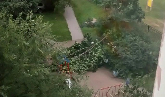 В Петербурге дерево упало на детскую площадку - tvspb.ru