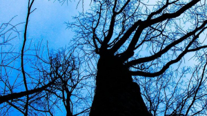 Петербуржцам расскажут о судьбе городских деревьев-долгожителей