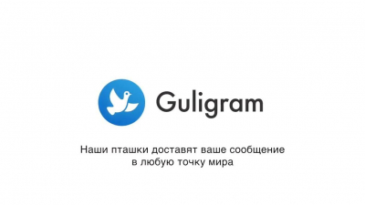 В Петербурге придумали «голубиный» аналог Telegram