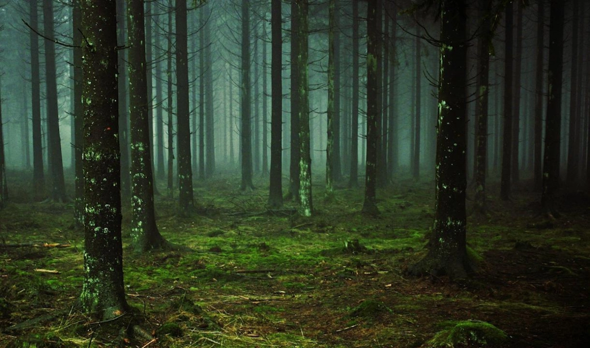 Найден мальчик, потерявшийся в лесу Выборгского района Ленобласти - tvspb.ru