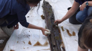 Реконструкция ледника в Меншиковском дворце