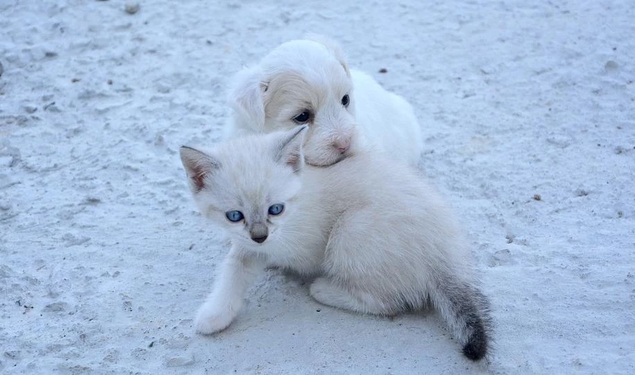 Лучшим успокоительным для студентов, сдающих сессию, названы игры с животными - tvspb.ru