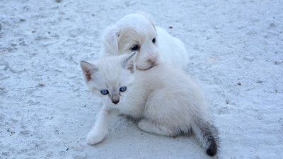 Лучшим успокоительным для студентов, сдающих сессию, названы игры с животными