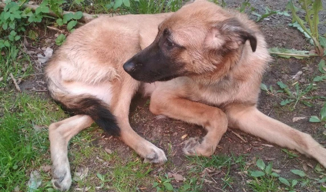 Ветеринары спасают собаку, выброшенную с четвертого этажа в Колпино - tvspb.ru