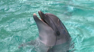 Сердце 4 камеры и температура такая же как у людей. Обитатель дельфинария дельфин Баян любит общество людей и подшучивать над окружающими