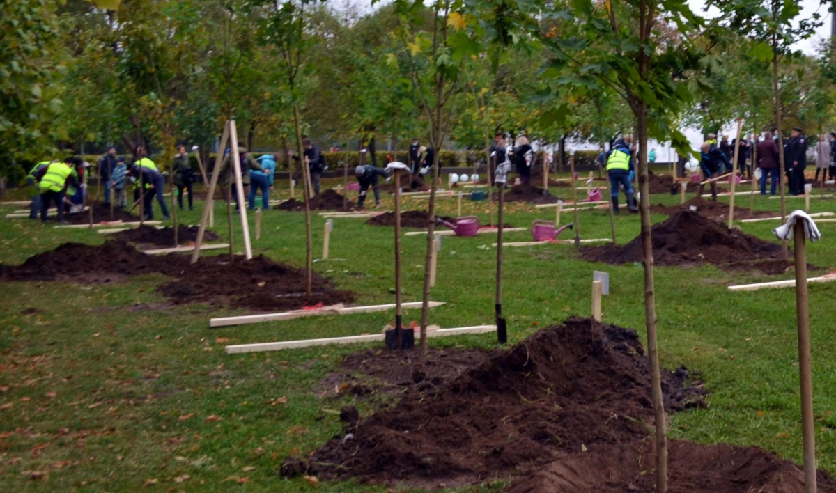 В Петербурге за первую половину октября высадили более 3 тысяч деревьев - tvspb.ru
