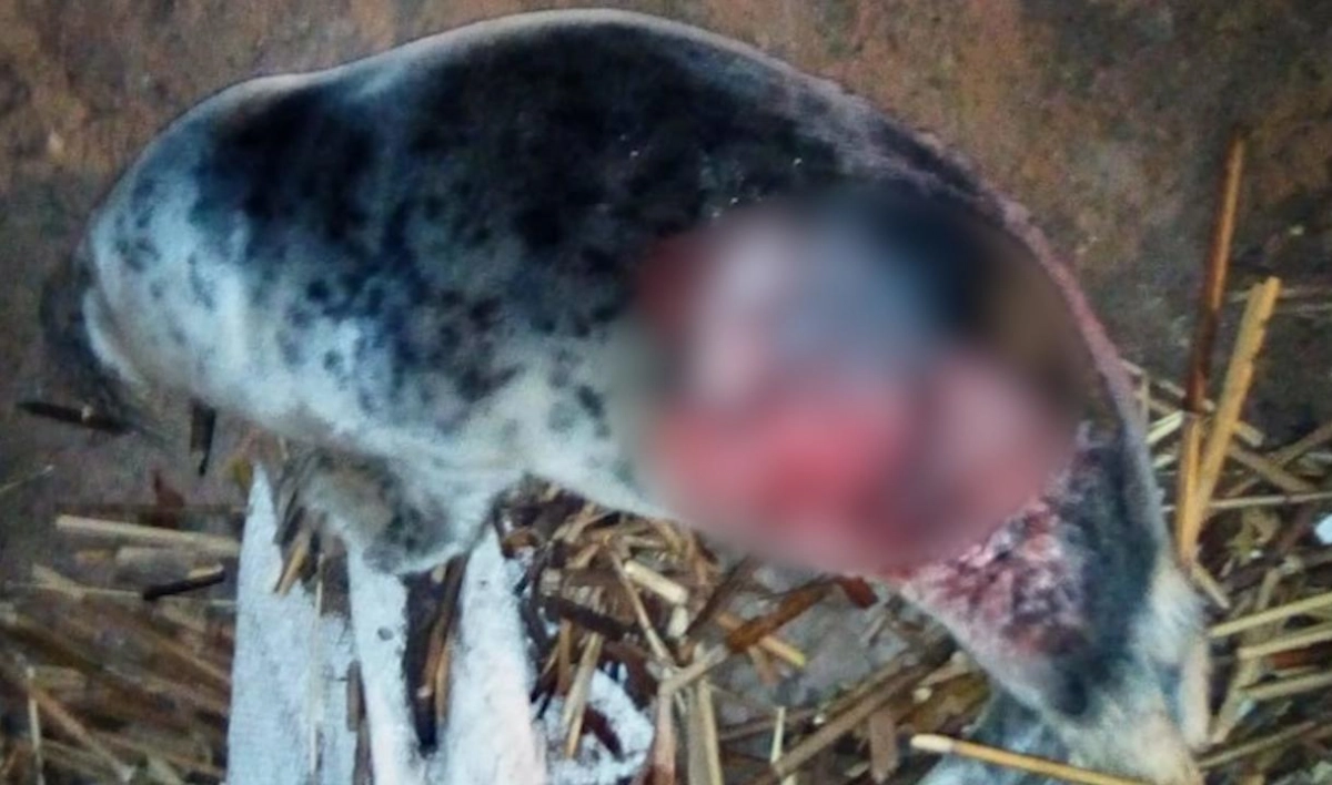 В порту Усть-Луга нашли раненого тюлененка - tvspb.ru
