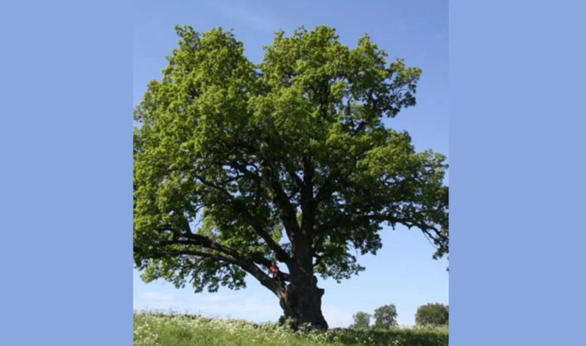 200-летний дуб из Ириновки претендует на звание дерева года в России - tvspb.ru