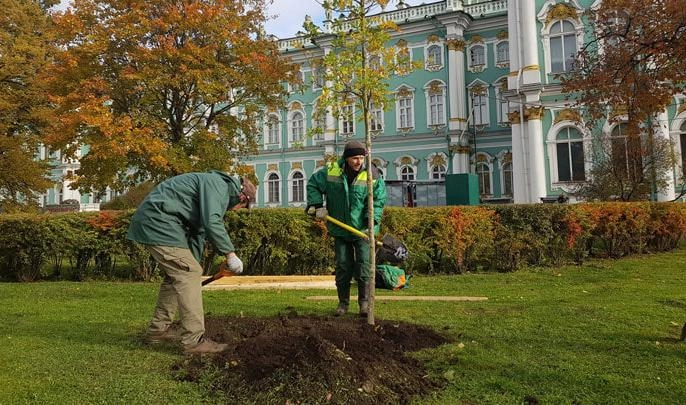 У Зимнего дворца высадили дубы и клены - tvspb.ru