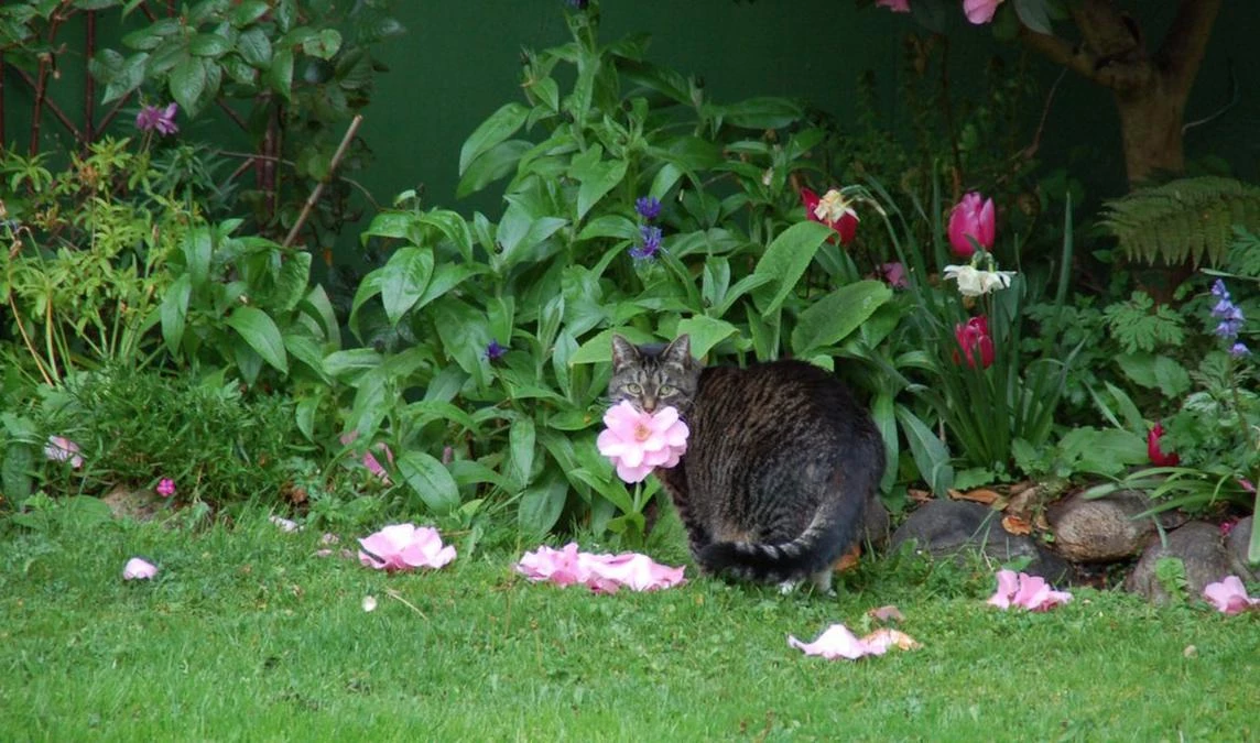 В Канаде кошка научилась дарить хозяйке цветы - tvspb.ru
